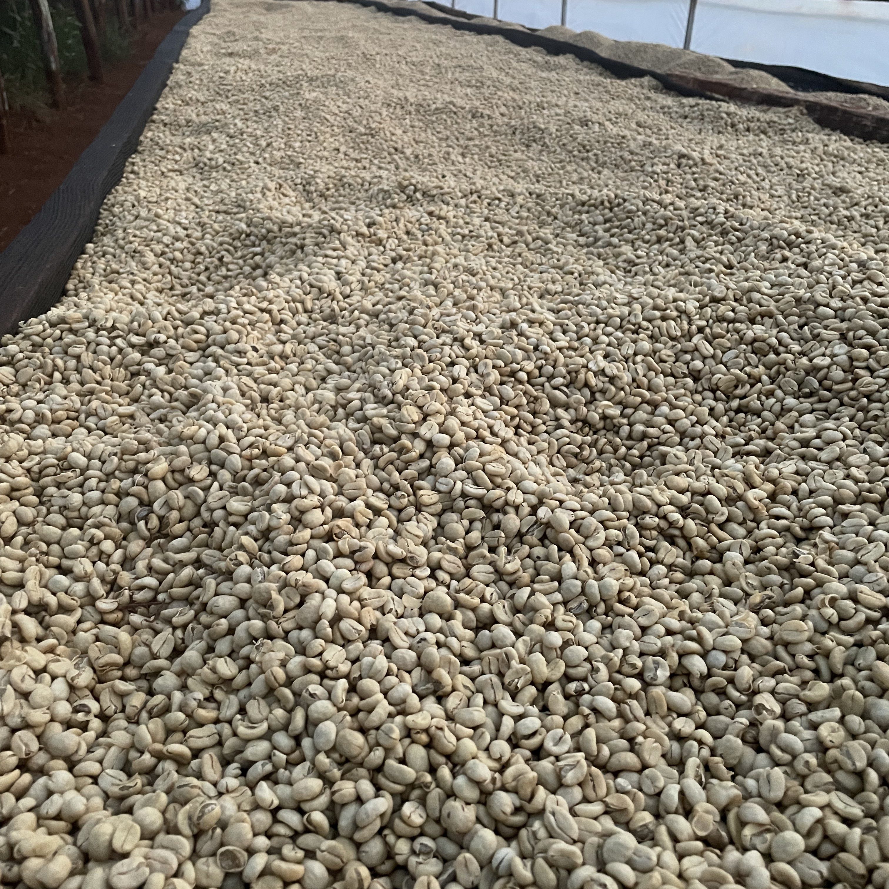 Kenya Kii Washed(24/25年クロップ) | ORIGIN COUNTRIES for Small